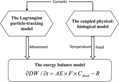 A Modeling Study on Population Dynamics of Jellyfish Aurelia aurita in the Bohai and Yellow Seas